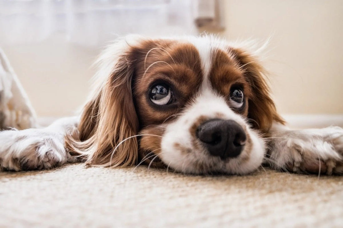 How Can I Remove a Dog's Smell in a Car? - Detail Direct