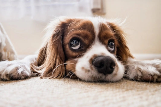 How Can I Remove a Dog's Smell in a Car? - Detail Direct