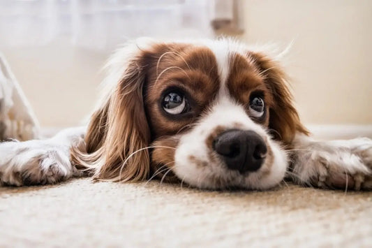 How Can I Remove a Dog's Smell in a Car? - Detail Direct